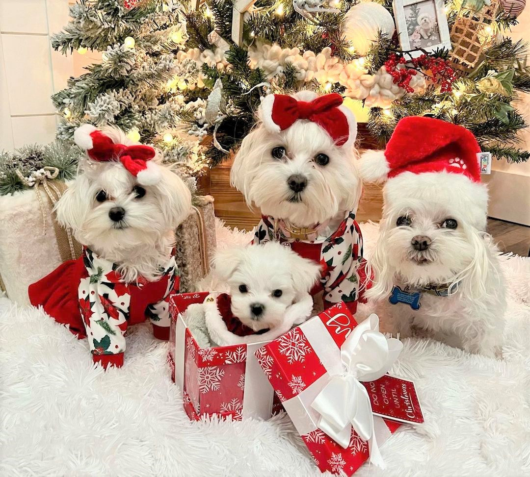 Floral Dog maltese dog clothes