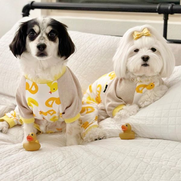 Dressing for the Weather: Finding the Perfect Dog Clothes for Every Season