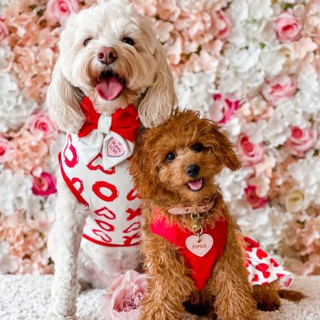 Heartfelt Moments: Valentine's Day with Your Pet