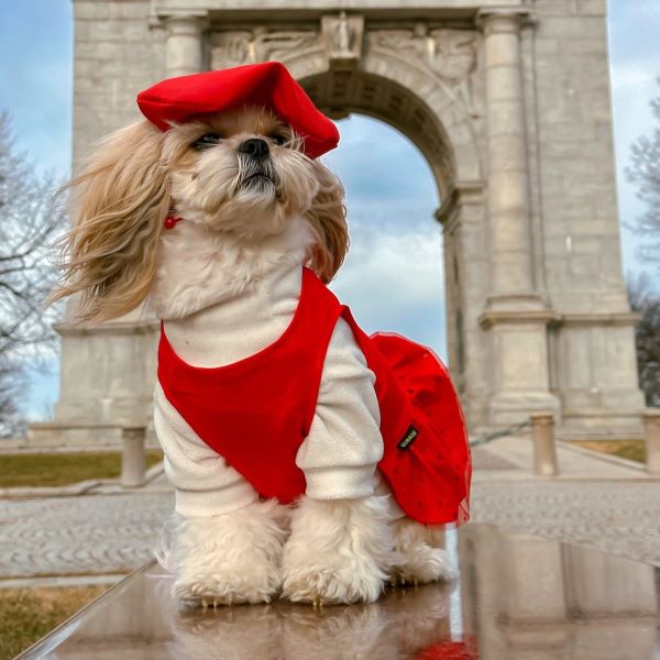  Red Tulle Dog Dress