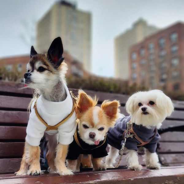 Dogs in a Turtleneck Dog Sweaters