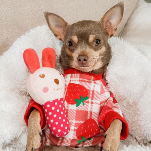Chihuahua in a Cute Strawberry Dog Pajamas