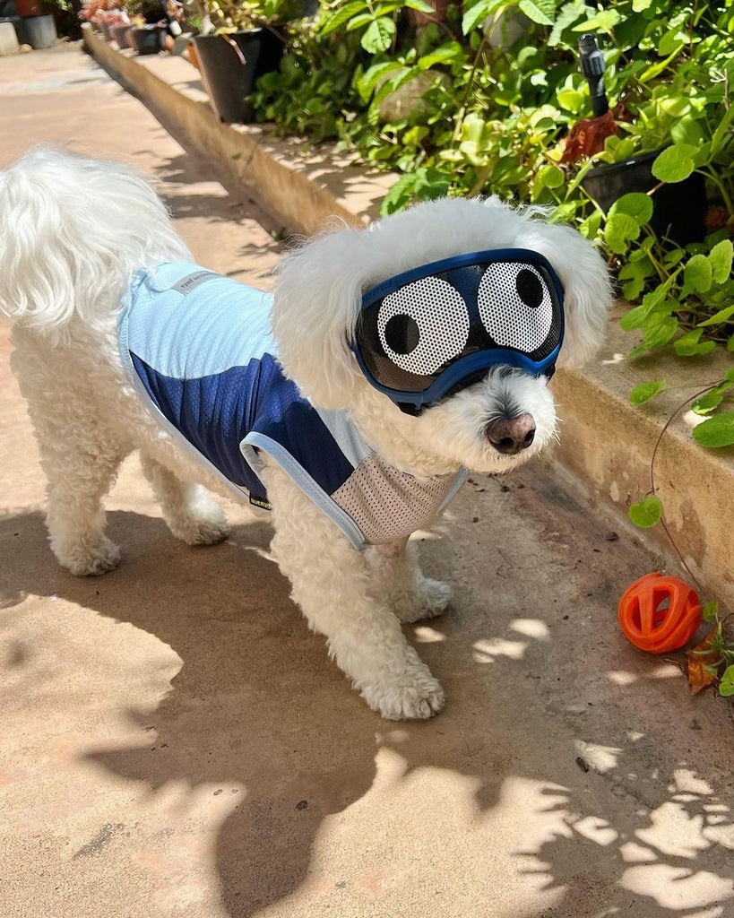 Do Dogs Need Sunscreen What You Need to Know Fitwarm