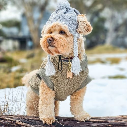 Winter Ready: Stylish Solutions for Your Dog's Cold-Weather Wardrobe