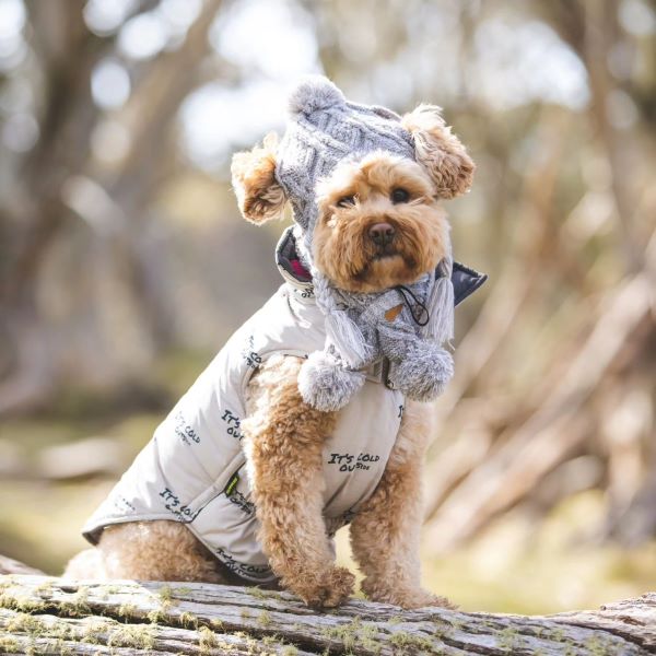 Why Does My Dog Tremble? Understanding and Addressing Canine Shaking