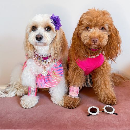 Unlocking Happiness: Mastering Your Dog’s Mental Health Care