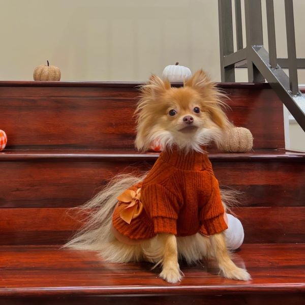 Pomeranian Fashion: Mastering the Art of Pomeranian Haircuts