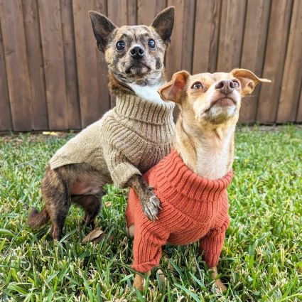 Dogs in Turtleneck Knitted Dog Sweaters