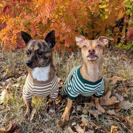 Cracking the Code: Why Do Dogs Bark and What It Means | Fitwarm