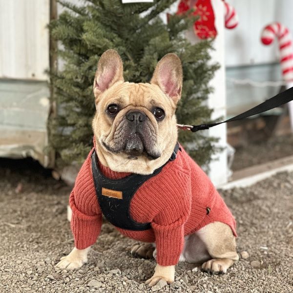 French Bulldog in Knitted Dog Sweaters