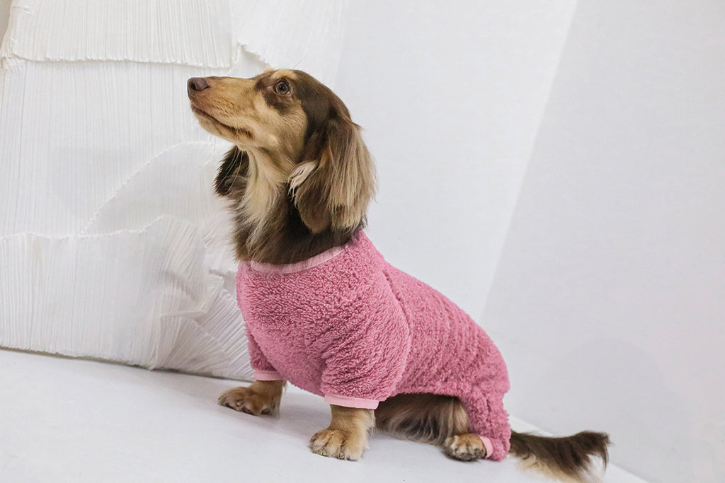 Importance of Sleepwear for Dachshunds: Why Pajamas for Dogs Are a Must-Have