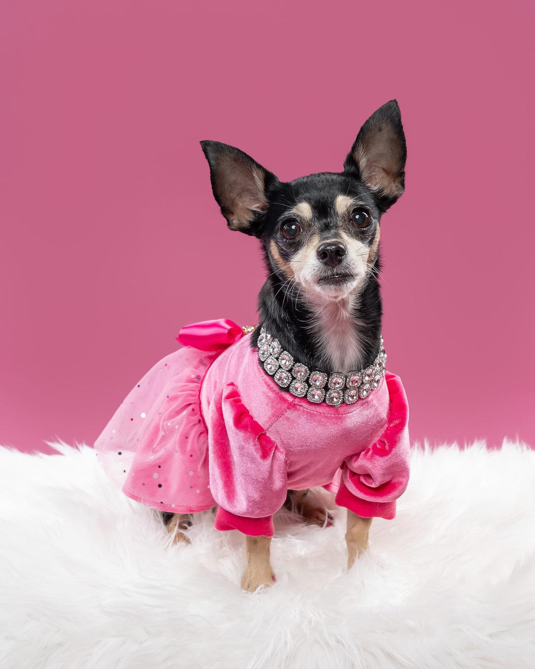 Discovering the Short Hair Chihuahua: More Than Just a Petite Pooch!