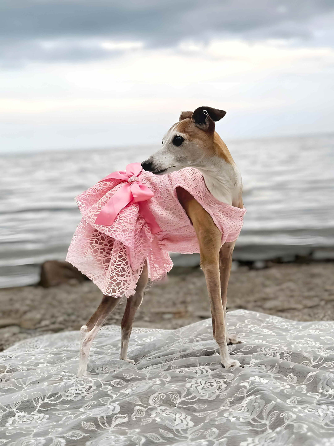 Do Italian Greyhounds Shed? Essential Info for Potential Owners