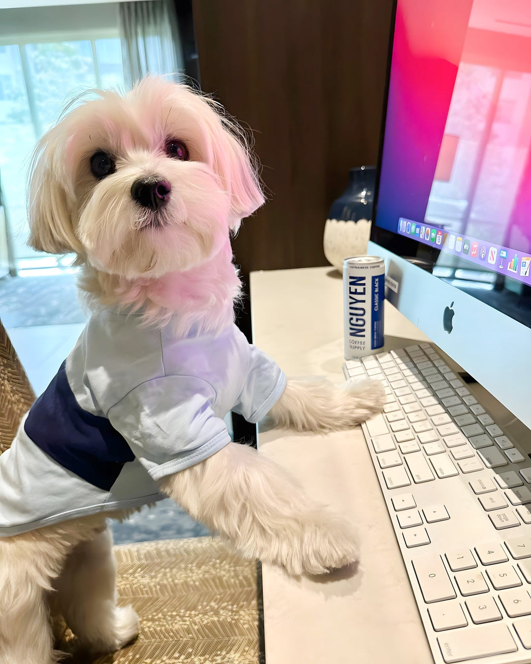 What Is a Morkie: The Charms of the Maltese-Yorkie Crossbreed