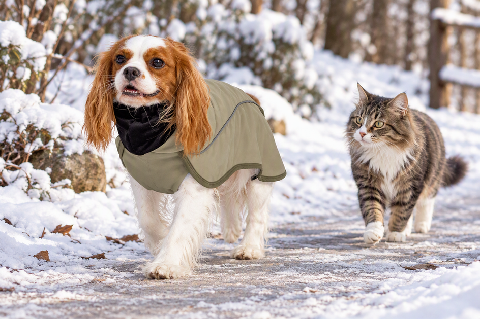 Small dog wearing a winter coat on a cold-weather walk with a cat companion nearby.