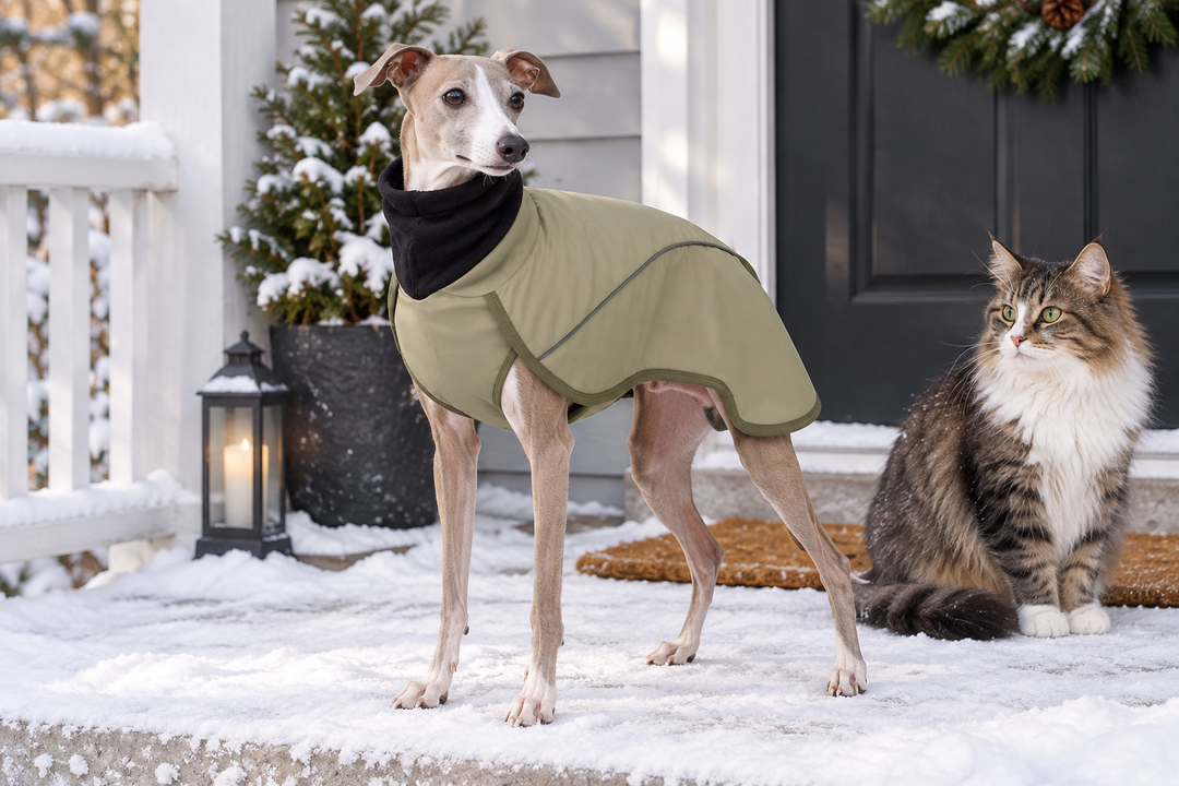 Italian Greyhound wearing a winter turtleneck coat outdoors in light snow, with a cat beside the dog near a home entrance.