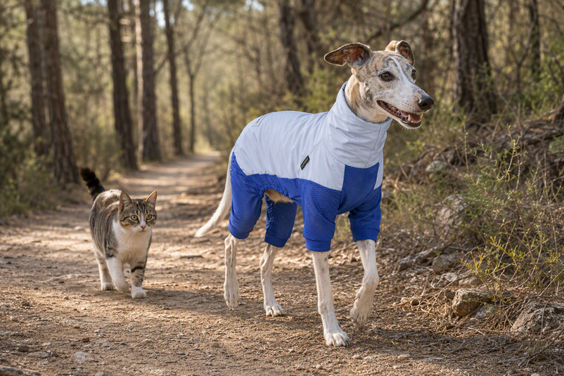 Whippet wearing a lightweight protective bodysuit on a clear woodland trail while a cat stands nearby