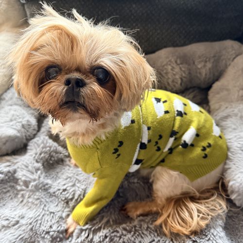 How to Get Rid of Dog Dandruff: Natural Remedies That Work