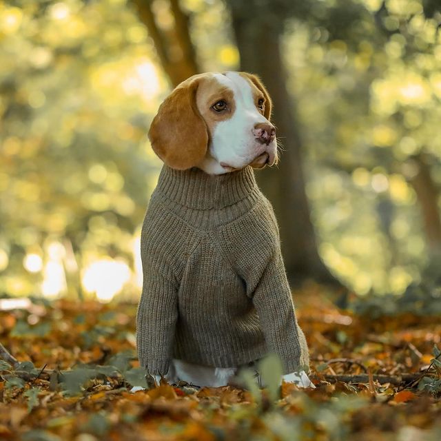 Do Beagles Shed? The Comprehensive Guide to Beagle Shedding