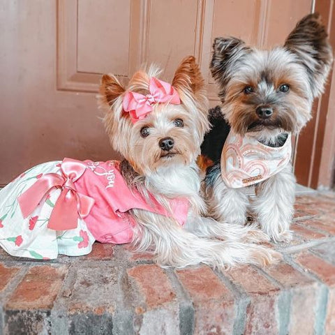 Yorkies in Pink Dog Dresses