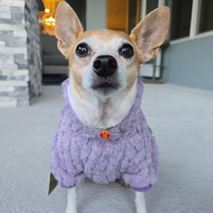 A tan Chihuahua in a fuzzy purple hoodie looks at the camera.