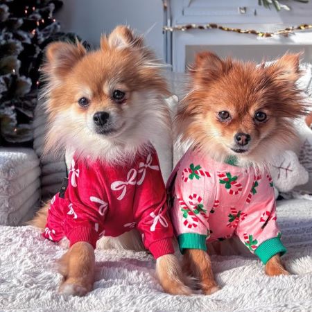 What Is Reverse Sneezing in Dogs? A Complete Guide for Concerned Pet Parents