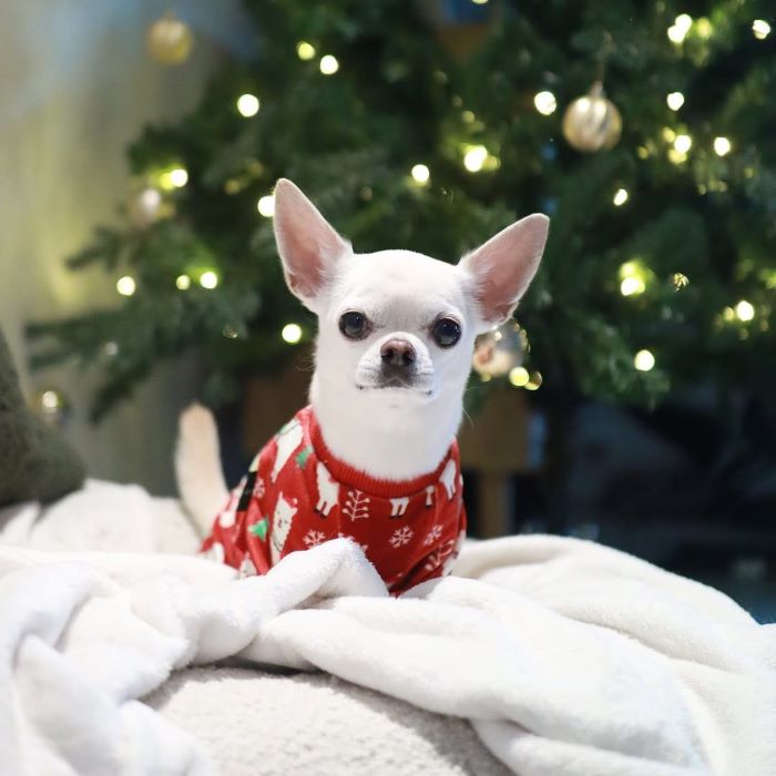 White Chihuahua wearing a red Christmas sweater with llama print near a tree.