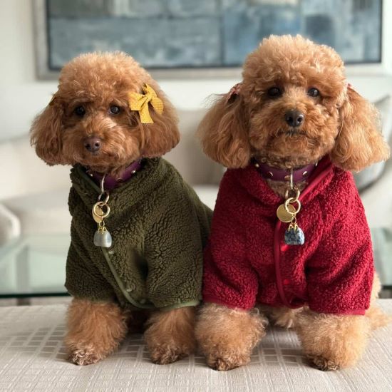 Does Your Dog Have Littermate Syndrome? What Every Pet Parent Should Know