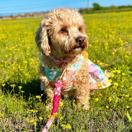 Sniffle-Free Spring: A Dog Owner's Guide to Conquering Allergies