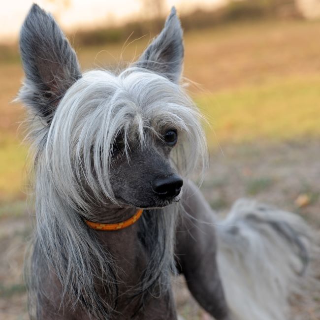 Hairless Chinese Crested: The Elegant, Loving, and Truly Unique Companion