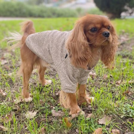 Why Is My Dog Shaking? Understanding the Causes and What You Can Do