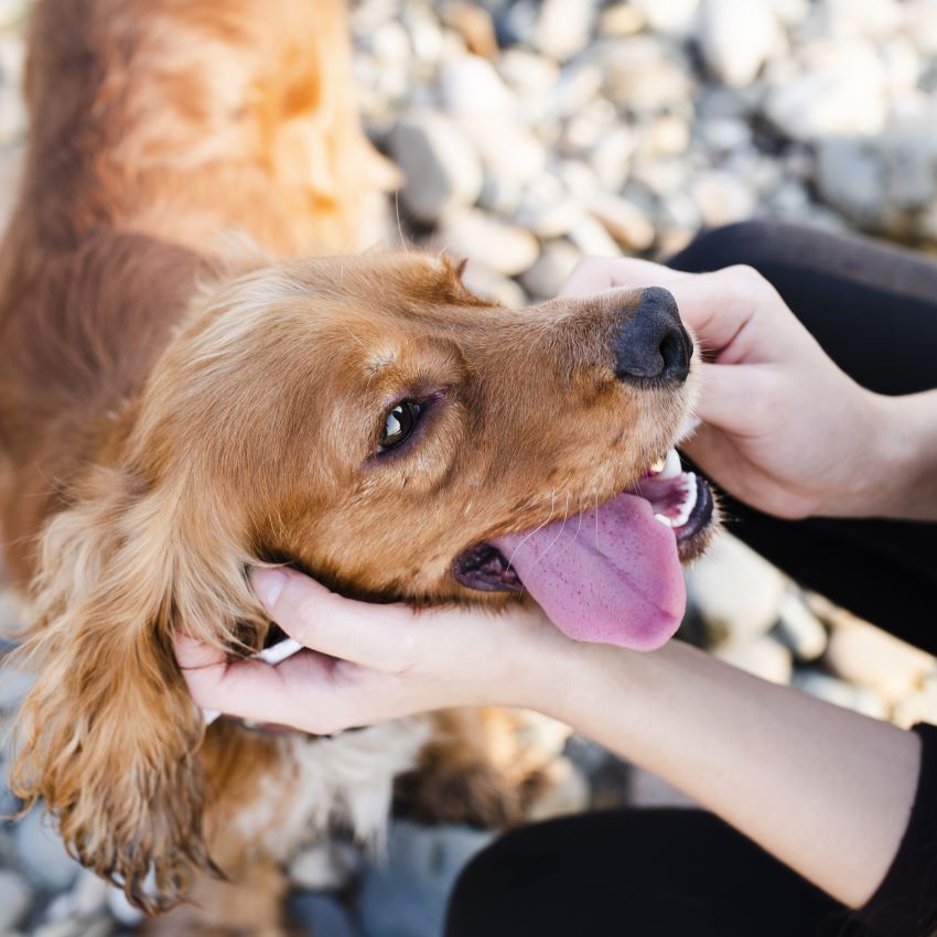 Why Do Dogs Lick You? Unraveling the Canine Mystery