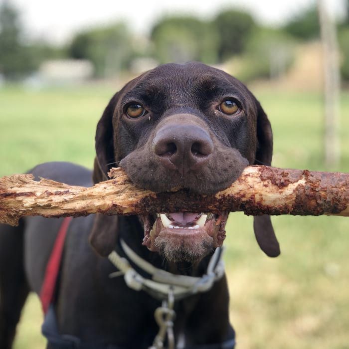 Why Do Dogs Like Sticks? A Pet Parent’s Guide