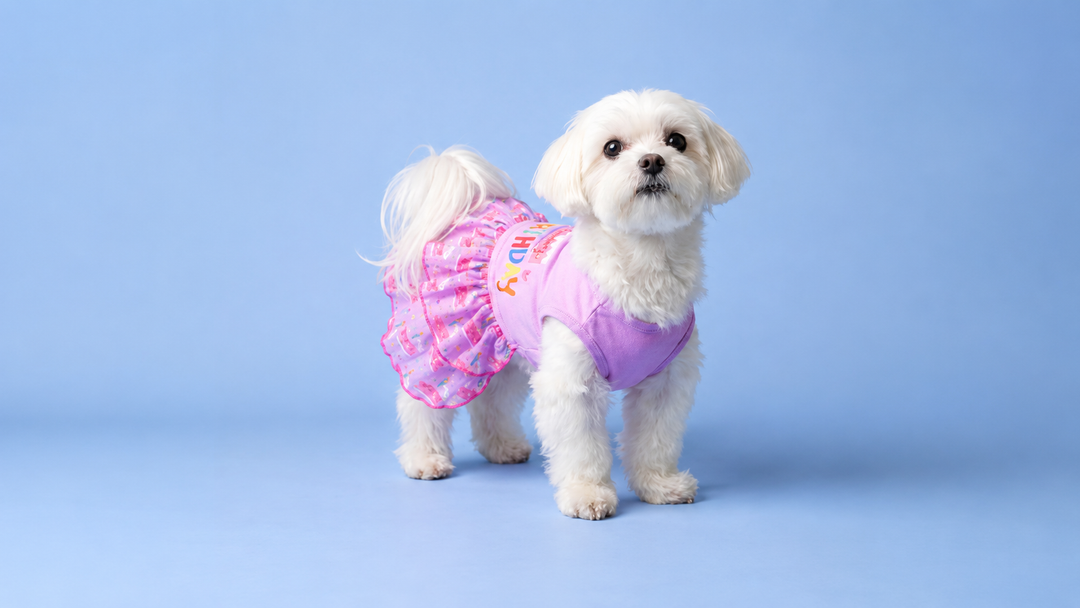 Small white dog wearing a pink dog dress standing on a blue background