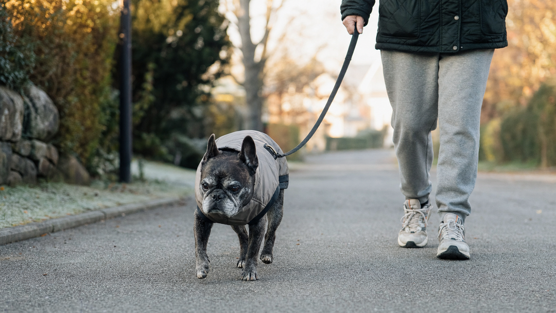 Senior French Bulldog wearing a lightweight coat while walking with its owner on a cool early morning street.