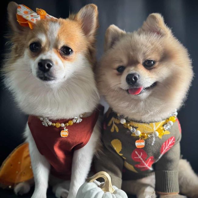 Pomapoo Full Grown: Small in Size, Big in Personality