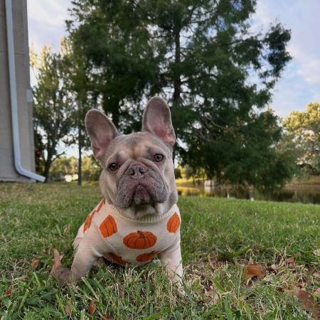 Why Your Dog Rolls in the Grass: Instinct, Comfort, and More