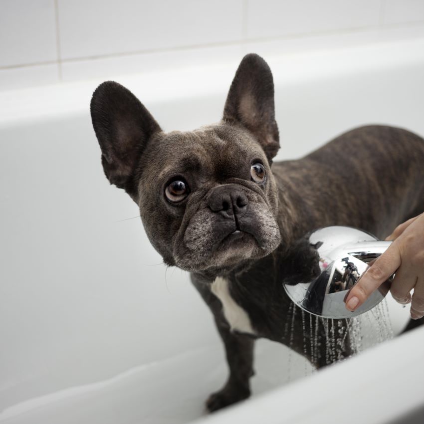 How Often Should You Wash Your Dog