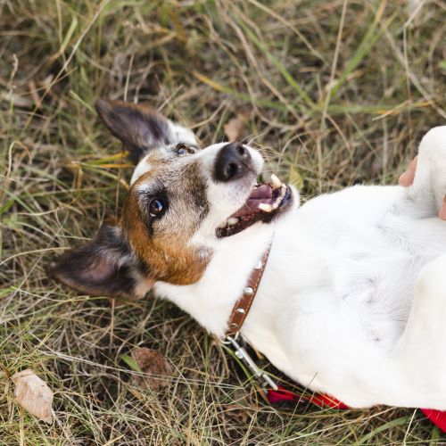 Getting to Know Rat Terrier Characteristics: Your Fun and Loyal Companion