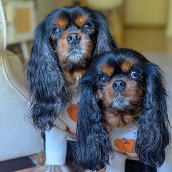 Dog Warts: What Every Pet Parent Should Know