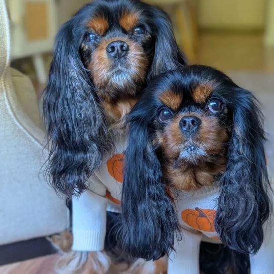 Why Dog Exercise Matters More Than You Think