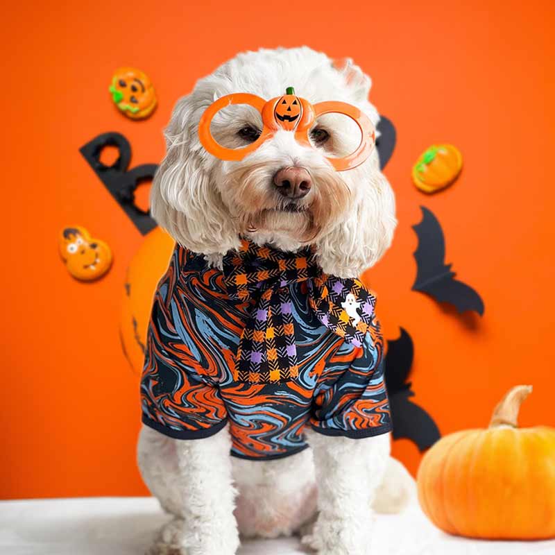 The Joy of Small Dog Halloween Costumes: Crafting Memories Together