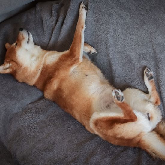 Why Dogs Sleep on Their Back and What It Really Means