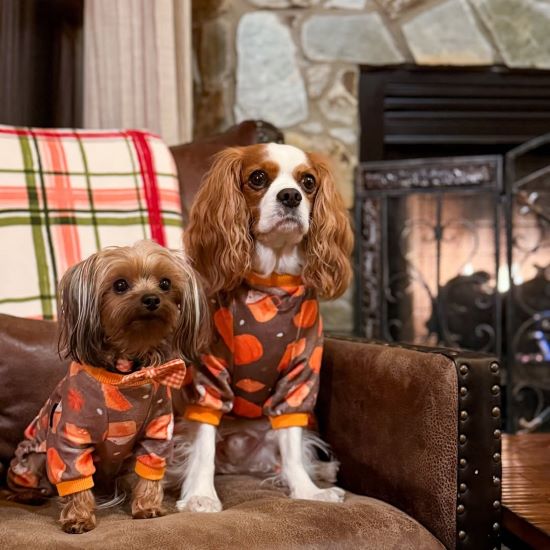 Can Dogs Have Panic Attacks? Signs, Triggers &amp; How to Help