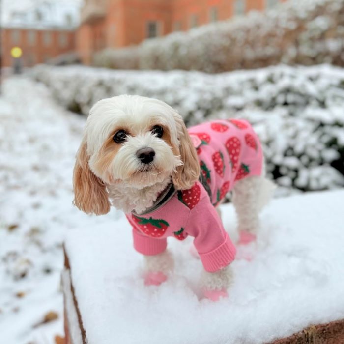 Blood in Dog Urine: Symptoms, Causes, and Treatment Guide