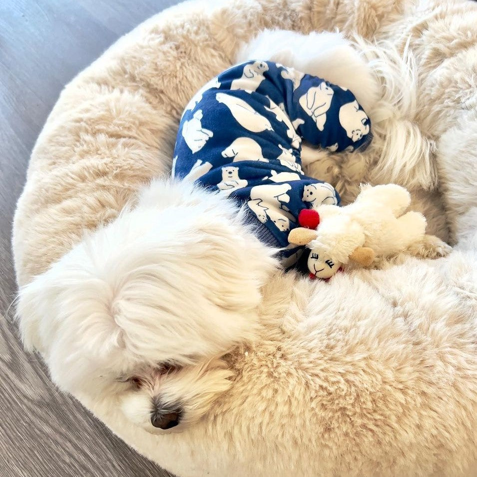 Do Dogs Dream? Exploring the World of Canine Dreams