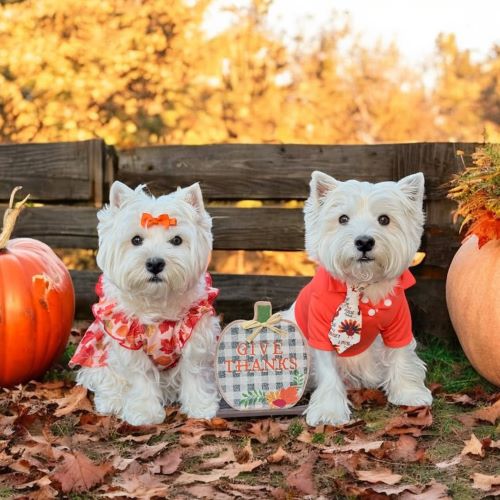 Two Westies in autumn outfits with pumpkins.
