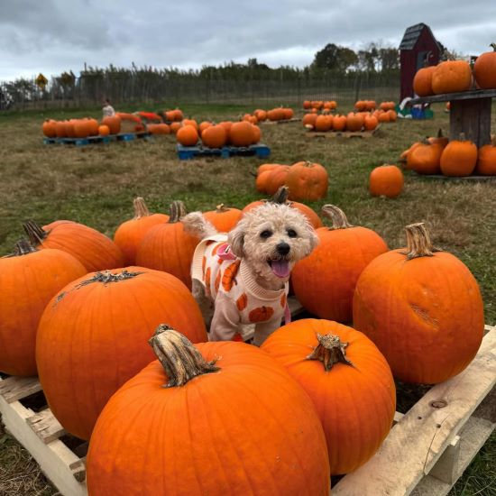 Why Do Dogs Bury Bones? Understanding This Natural Dog Behavior