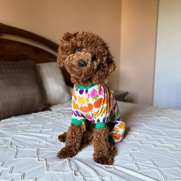 Have You Noticed Your Dog Snoring?