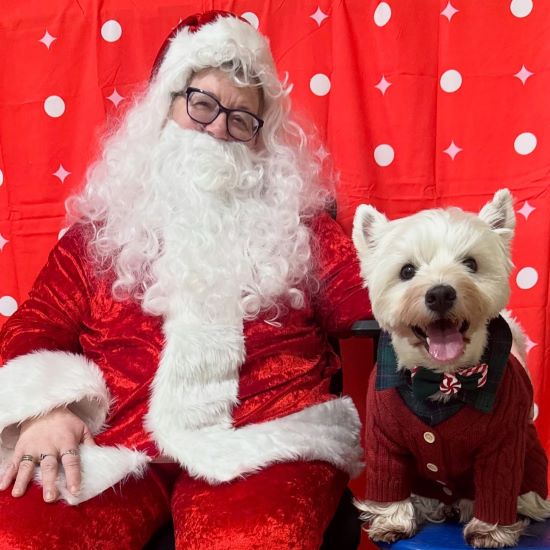 White Westie dog wearing a red cardigan posing with Santa Claus.
